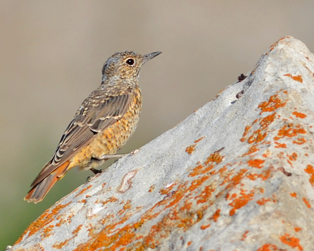 Common Rock Thrush