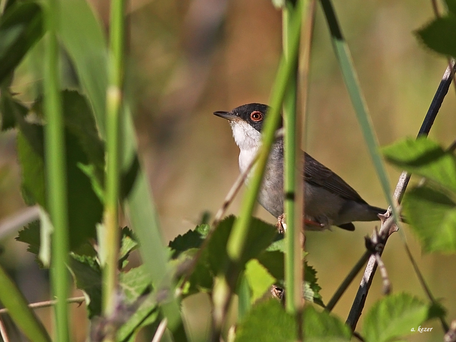 Menetries`s Warbler