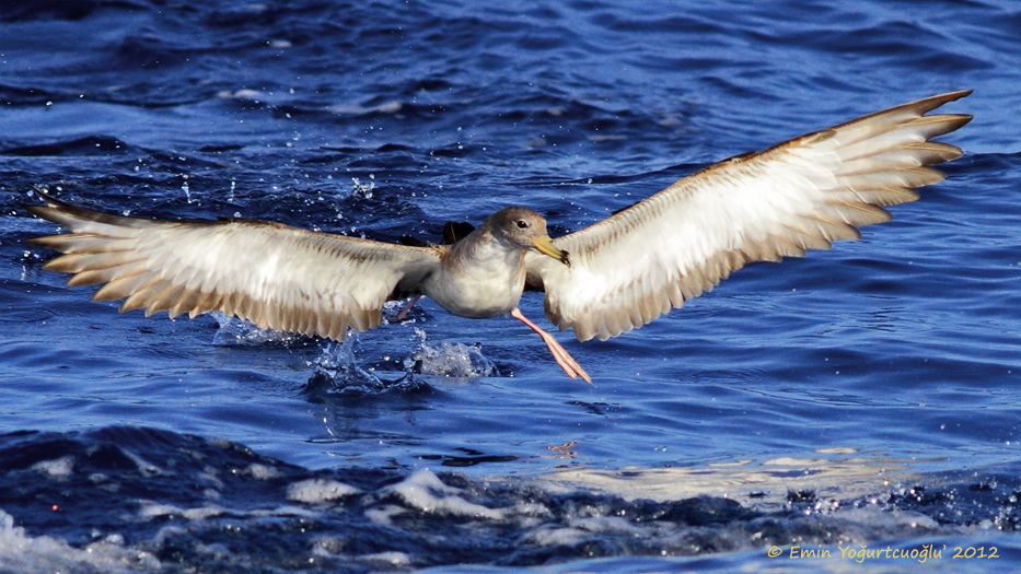Scopoli`s Shearwater