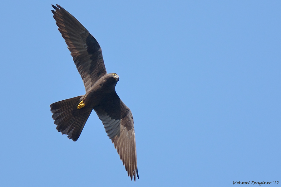 Eleonora`s Falcon