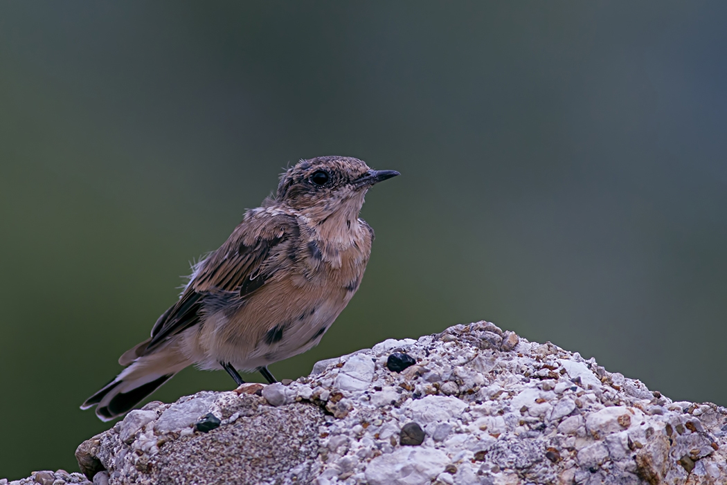 Northern Wheatear
