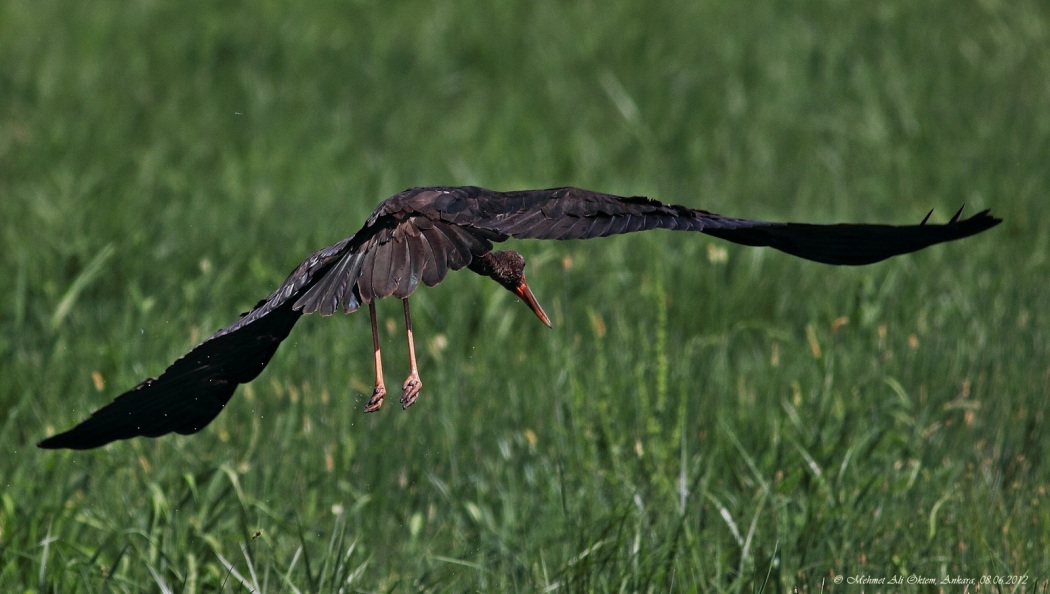 Black Stork