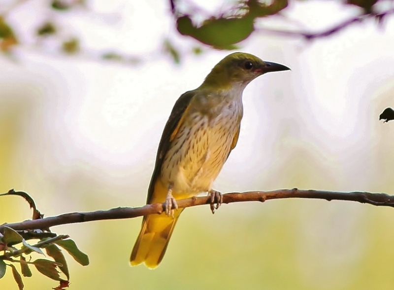 Eurasian Golden Oriole
