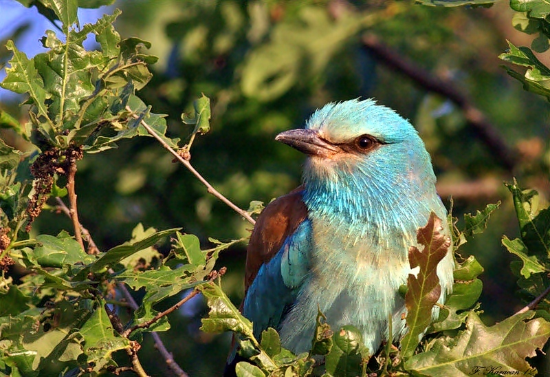 European Roller