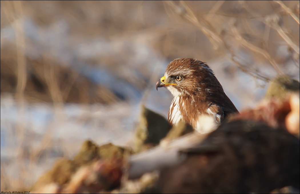Common Buzzard