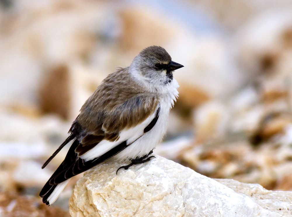 White-winged Snowfinch
