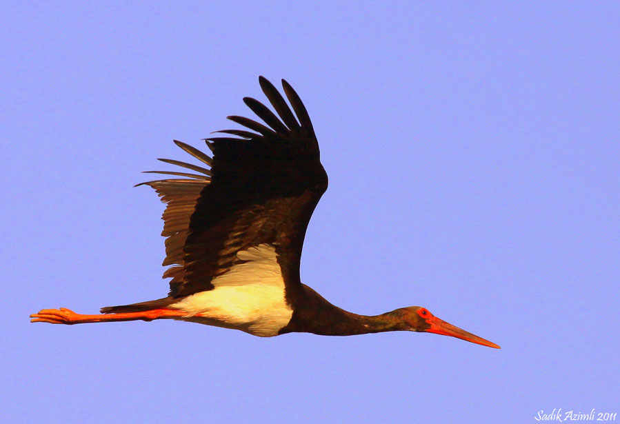 Black Stork