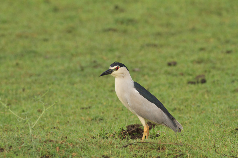 Black-crowned Night Heron
