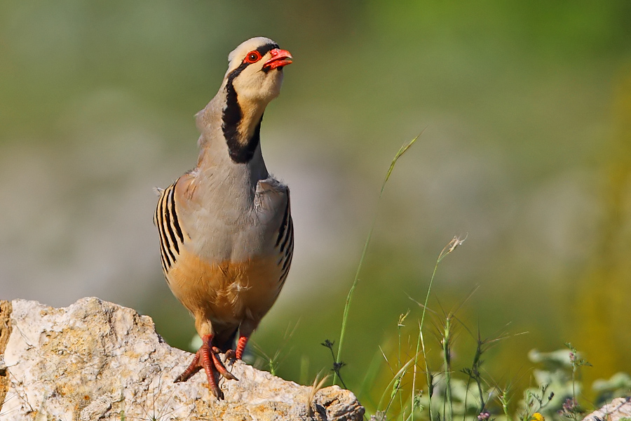 Chukar Partridge