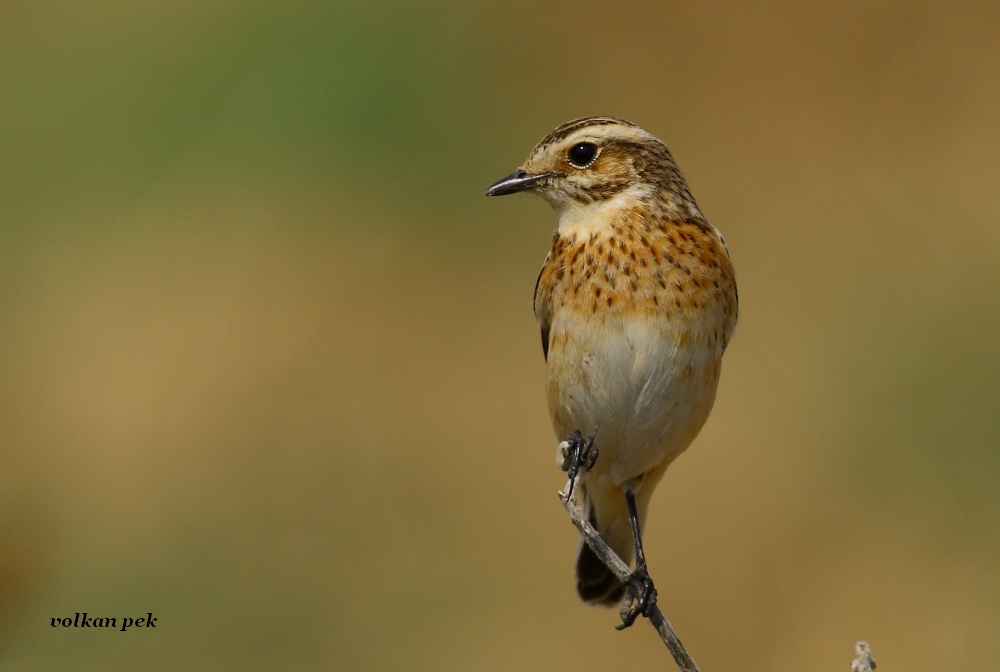 Whinchat