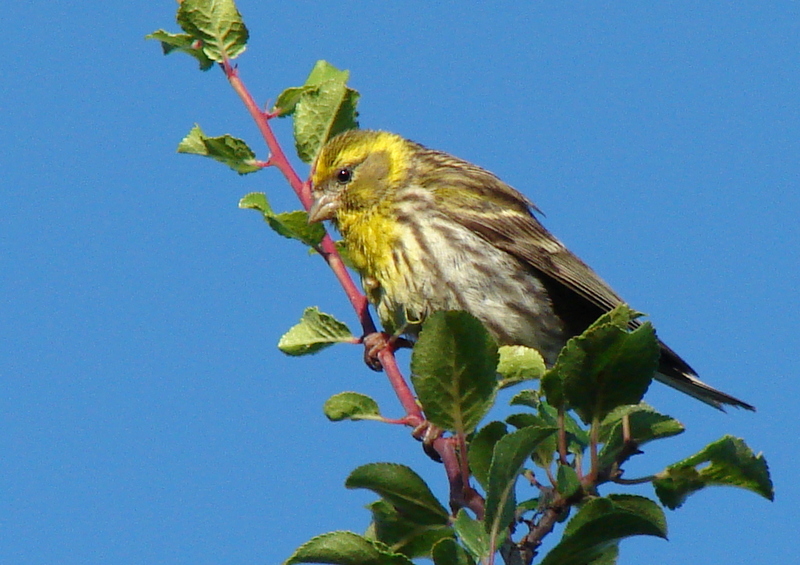 European Serin