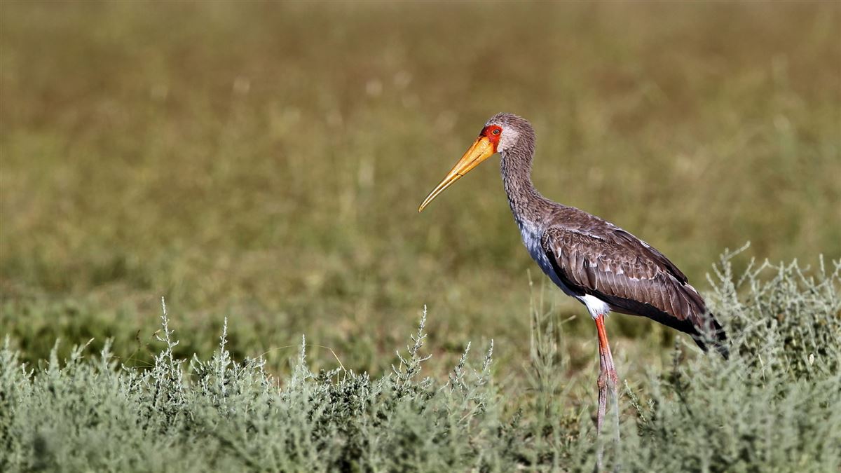 Yellow-billed Stork