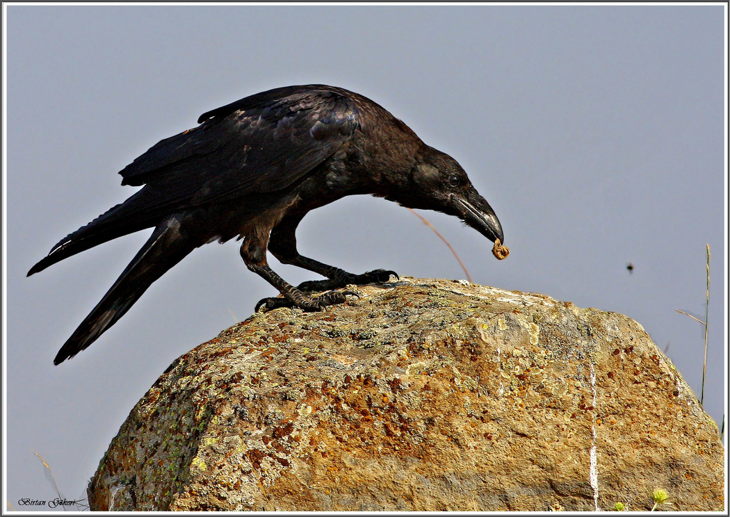Northern Raven