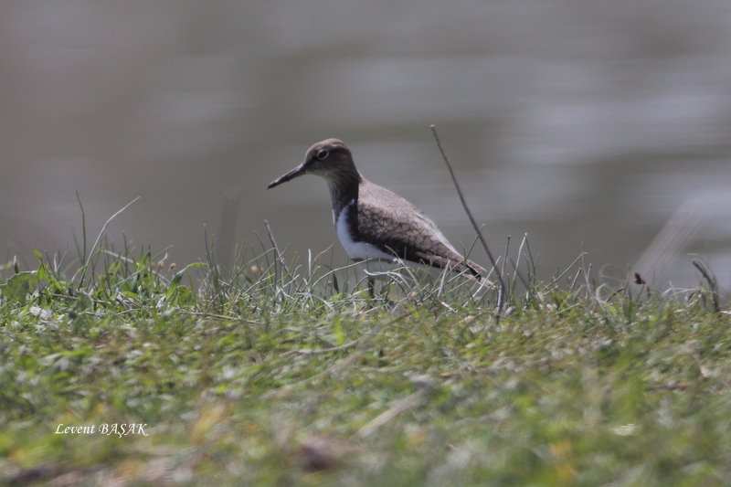 Common Sandpiper