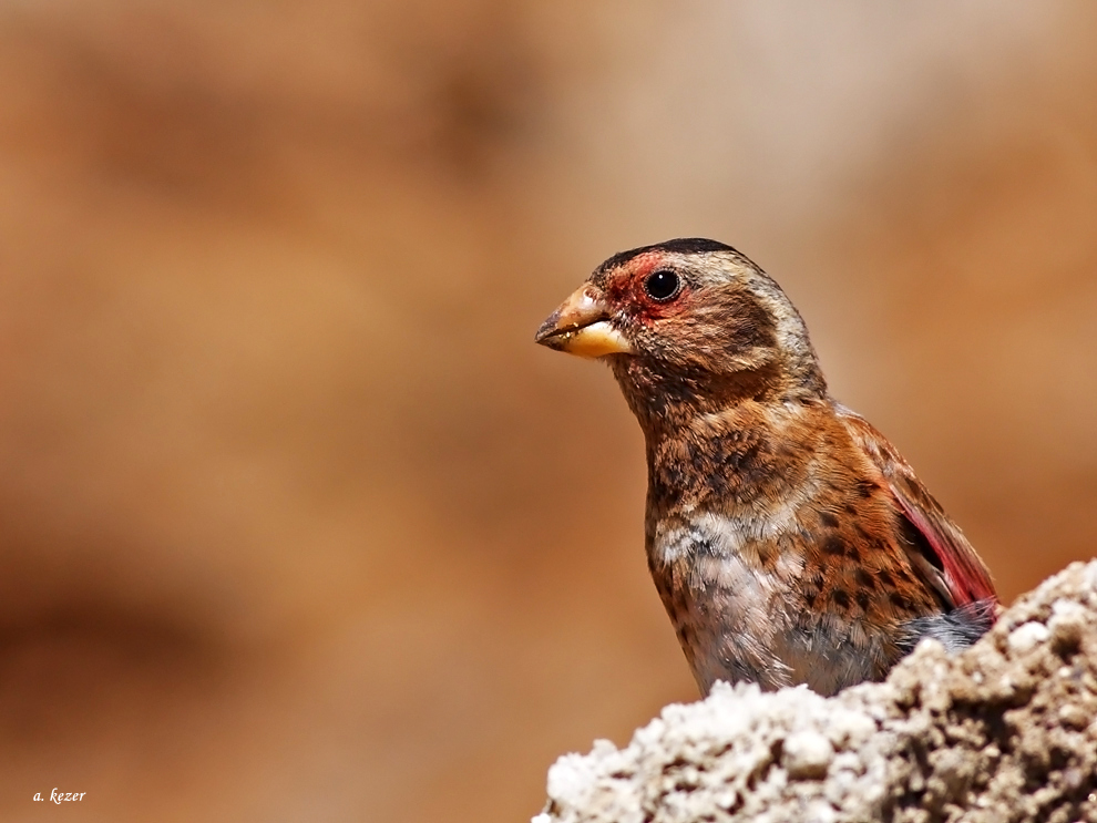 Crimson-winged Finch