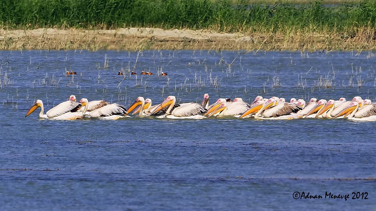 Great White Pelican