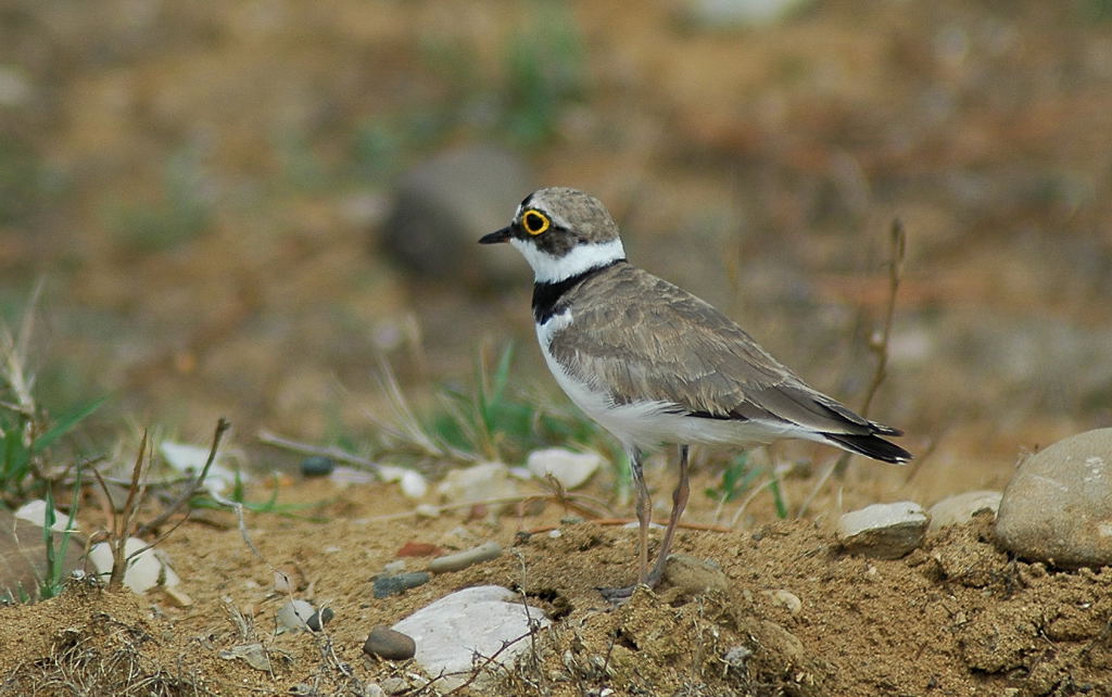 Little Ringed Plover