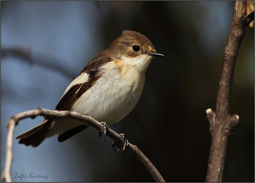 European Pied Flycatcher