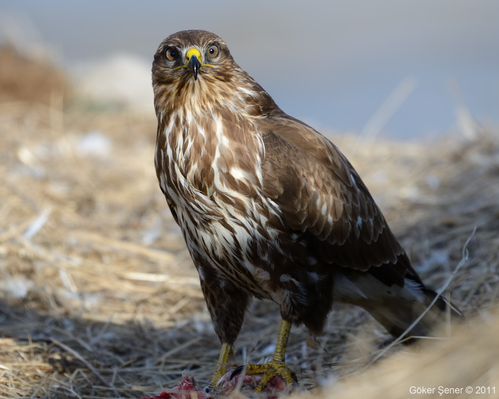 Common Buzzard
