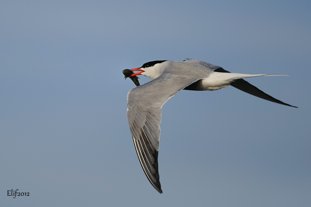Common Tern