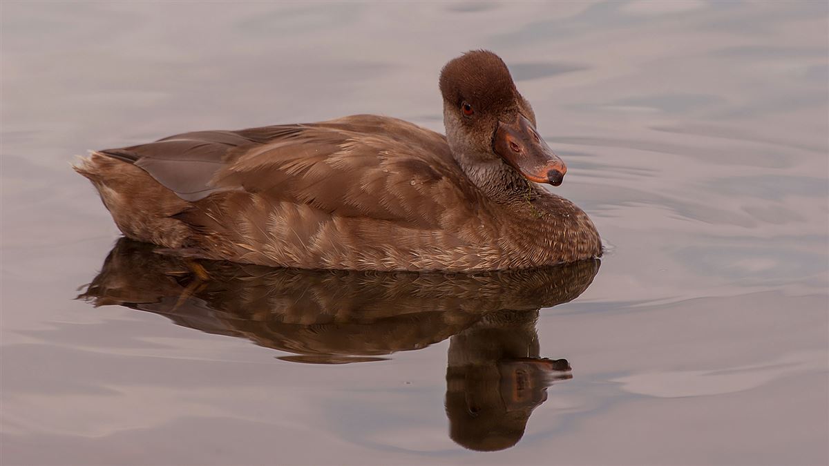 Red-crested Pochard
