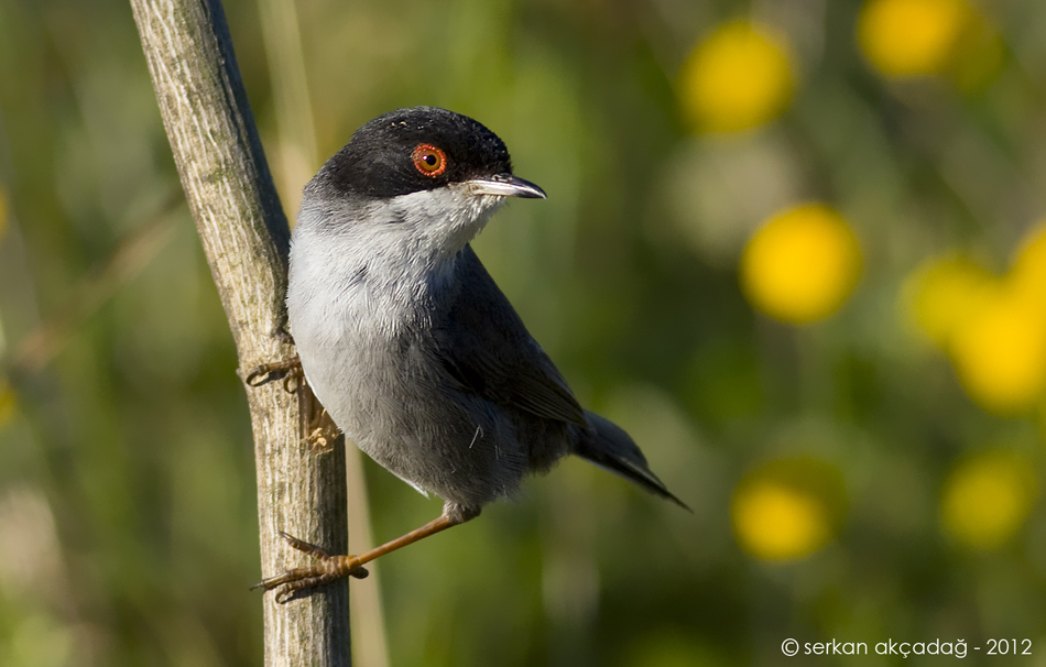 Sardinian Warbler