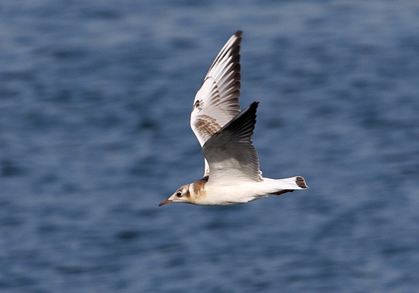 Black-headed Gull