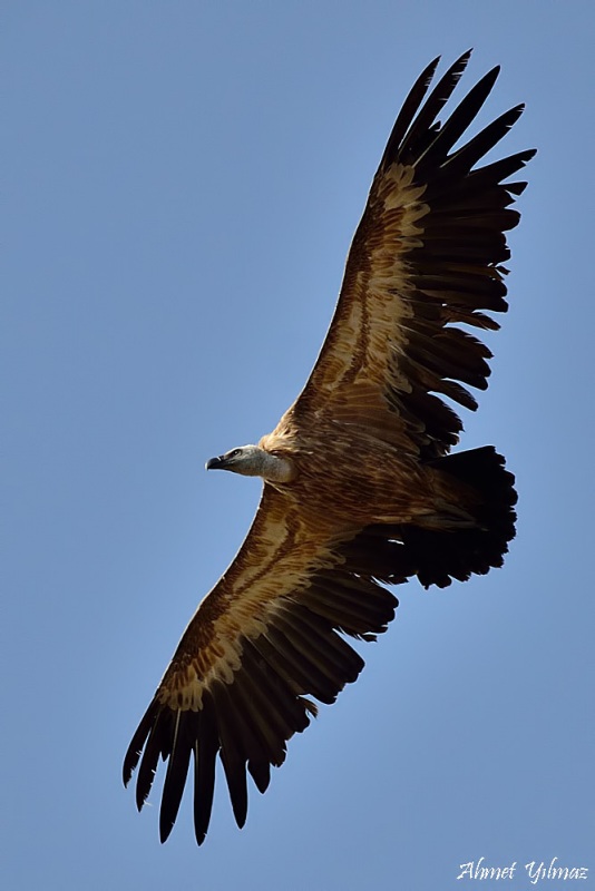Griffon Vulture