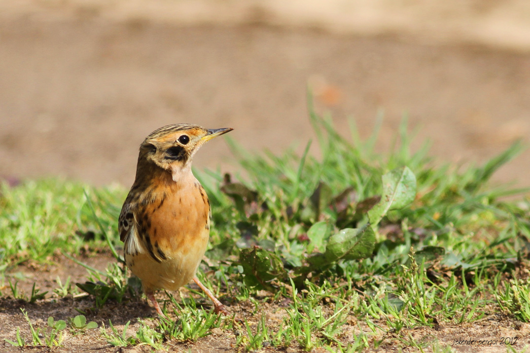 Red-throated Pipit