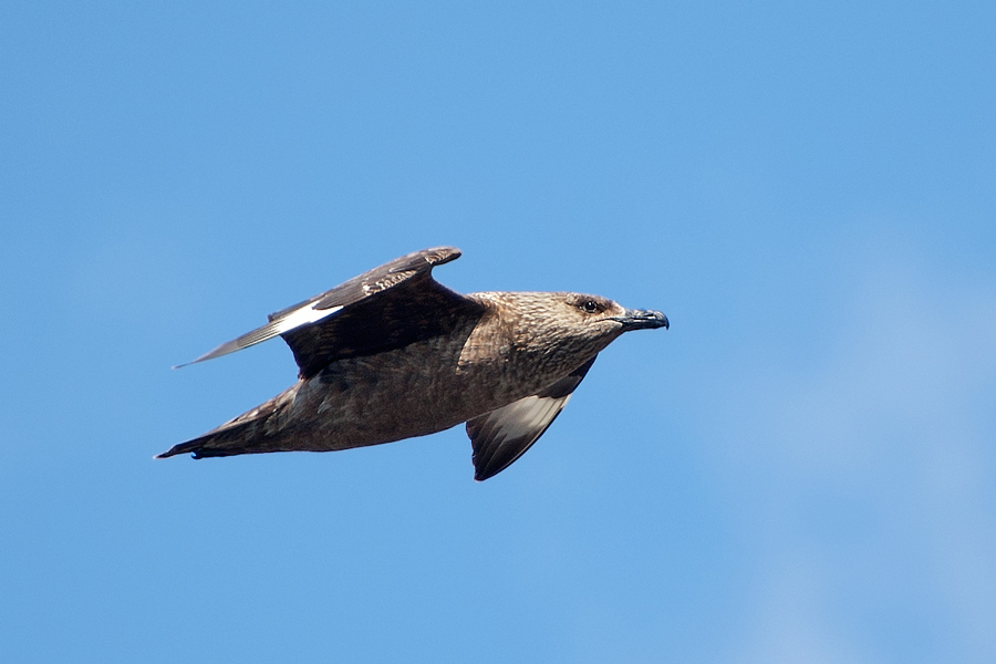 Great Skua