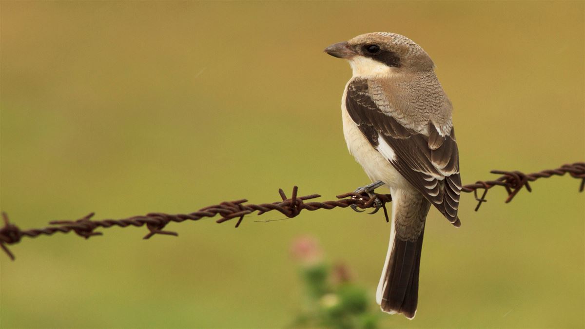 Lesser Grey Shrike