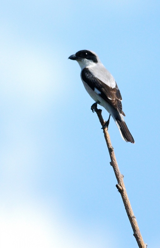 Lesser Grey Shrike