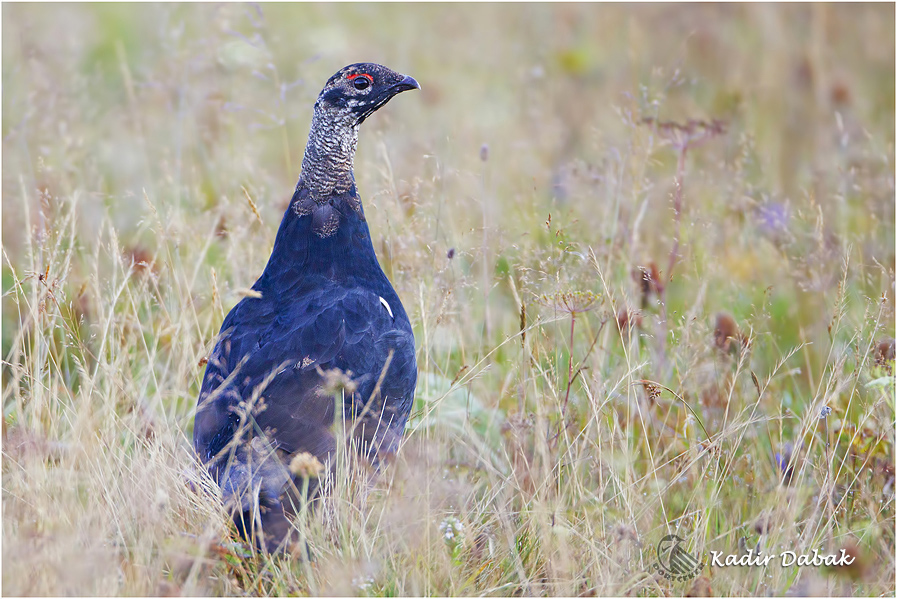 Caucasian Grouse