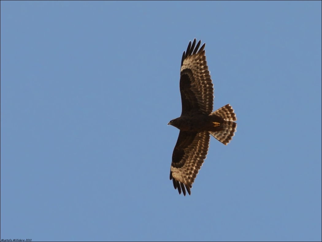 European Honey Buzzard