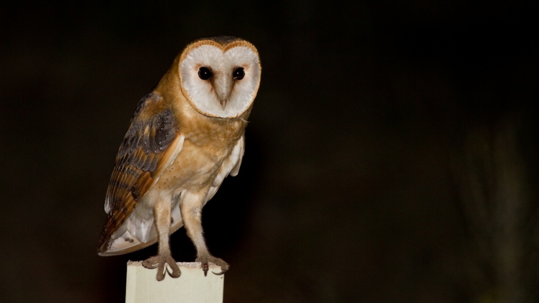 Western Barn Owl