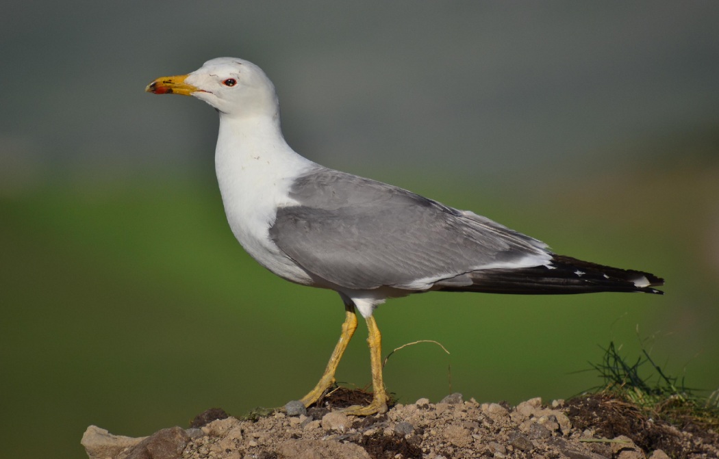 Armenian Gull