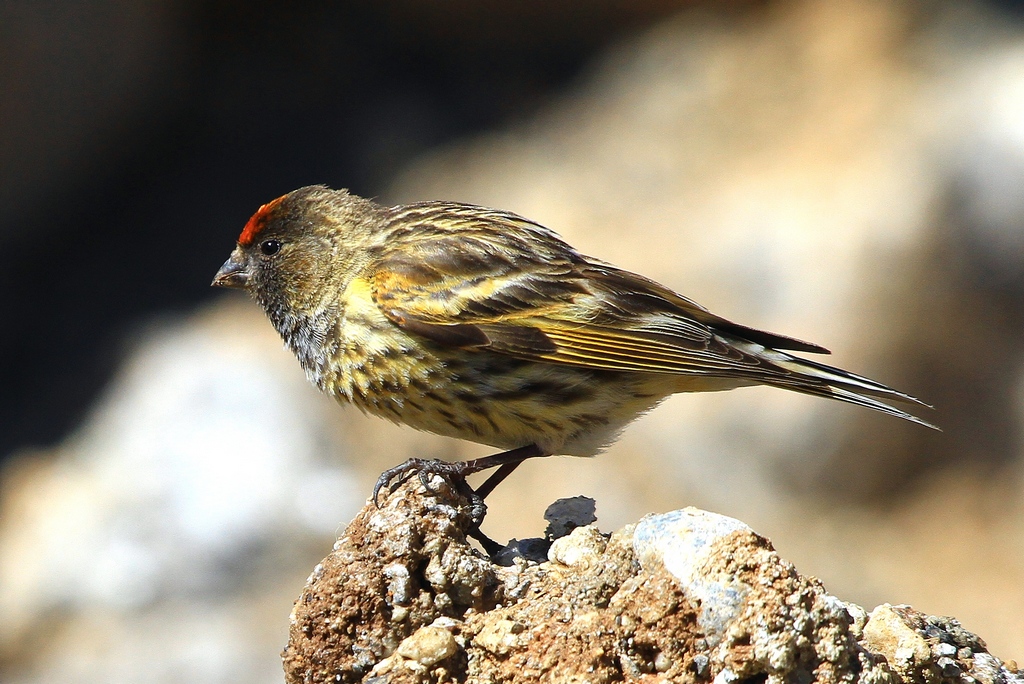 Red-fronted Serin