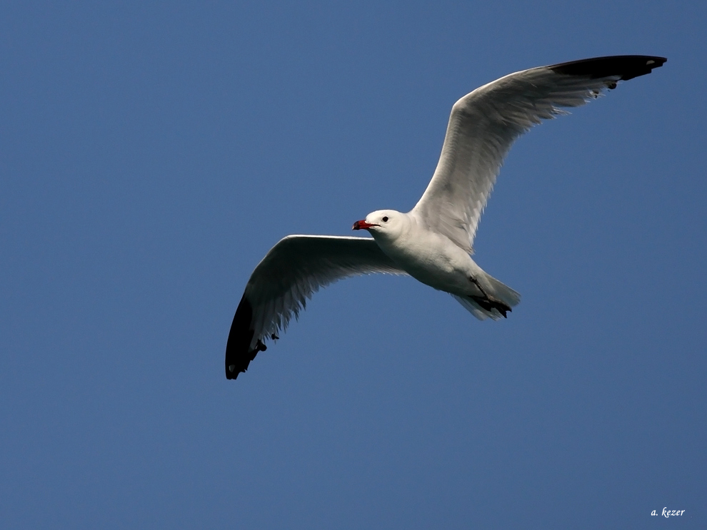 Audouin`s Gull