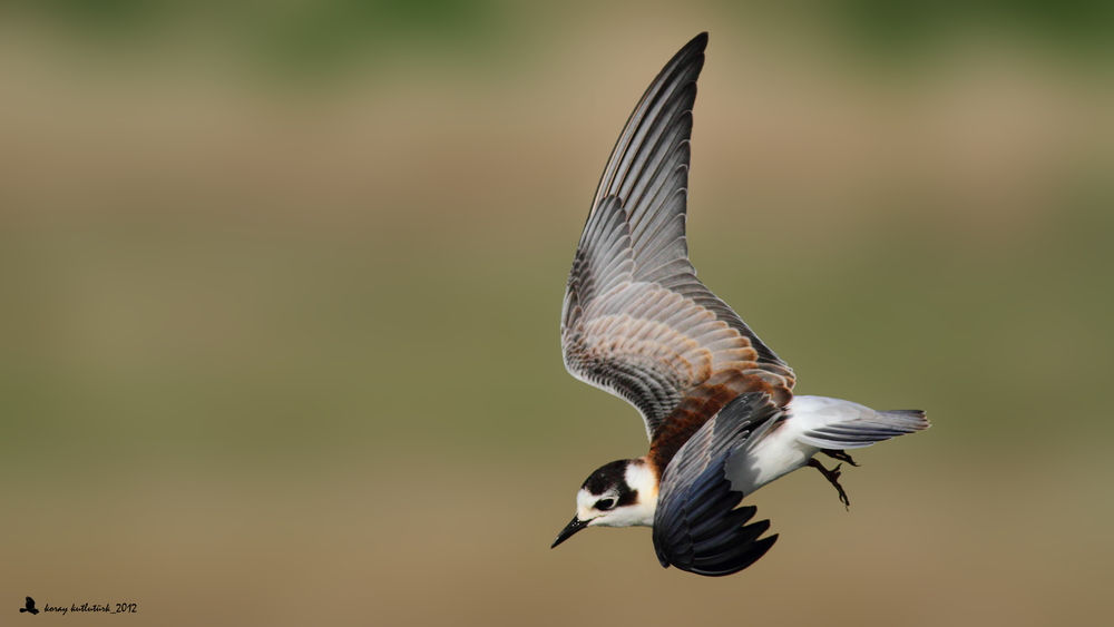 White-winged Tern