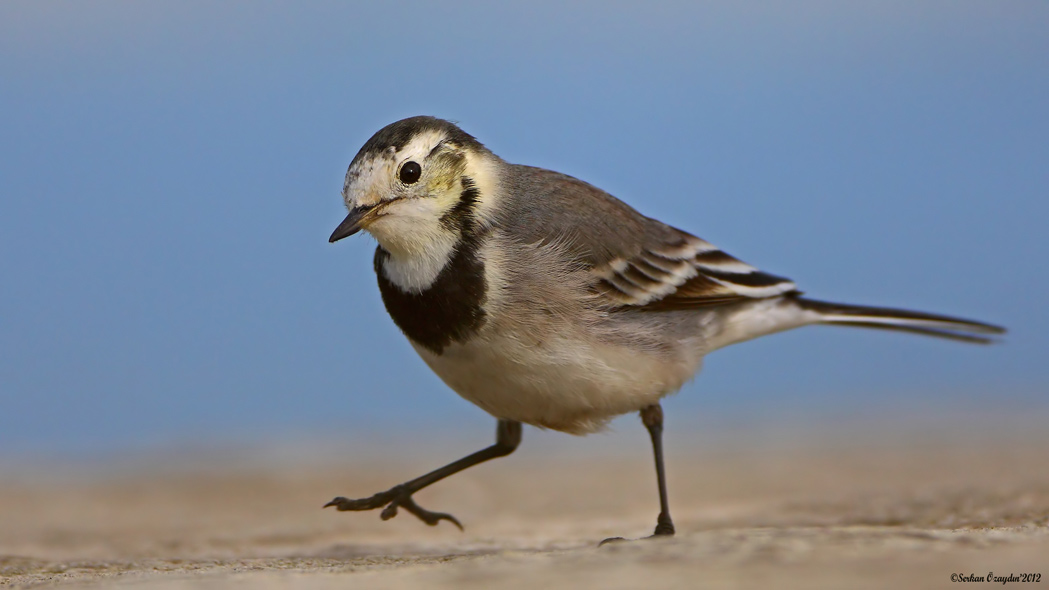 White Wagtail