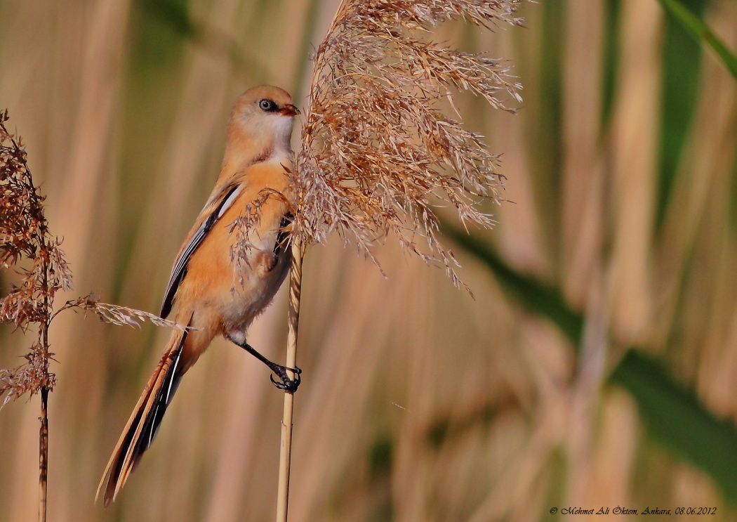 Bearded Reedling