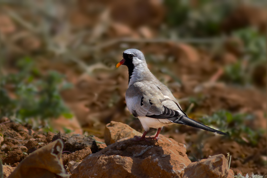 Namaqua Dove