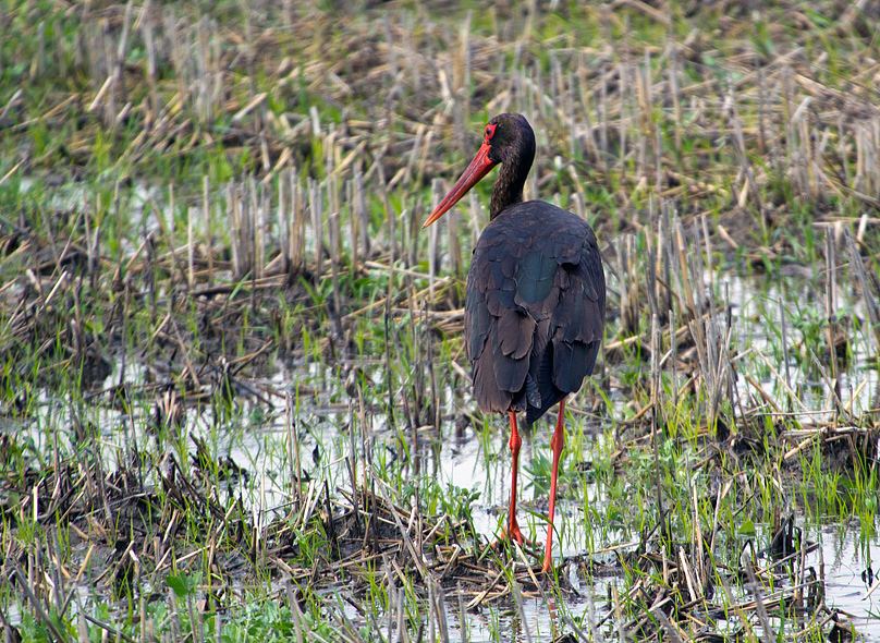 Black Stork