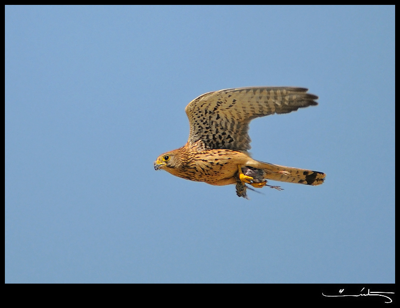 Common Kestrel