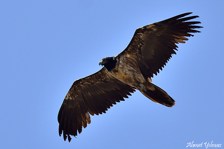 Bearded Vulture