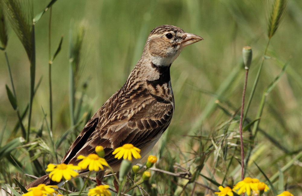Calandra Lark