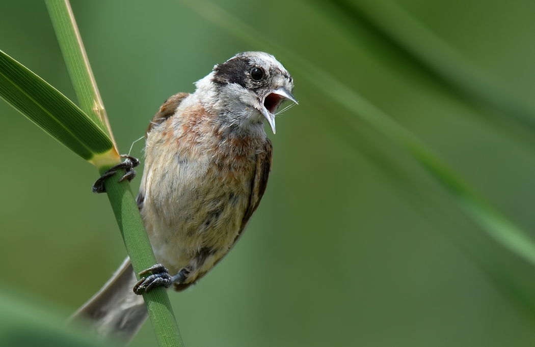 Eurasian Penduline Tit