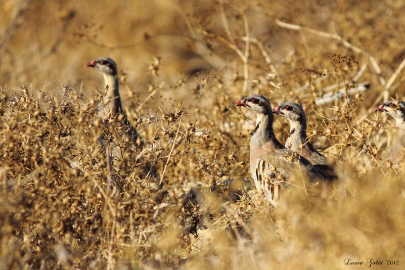 Chukar Partridge