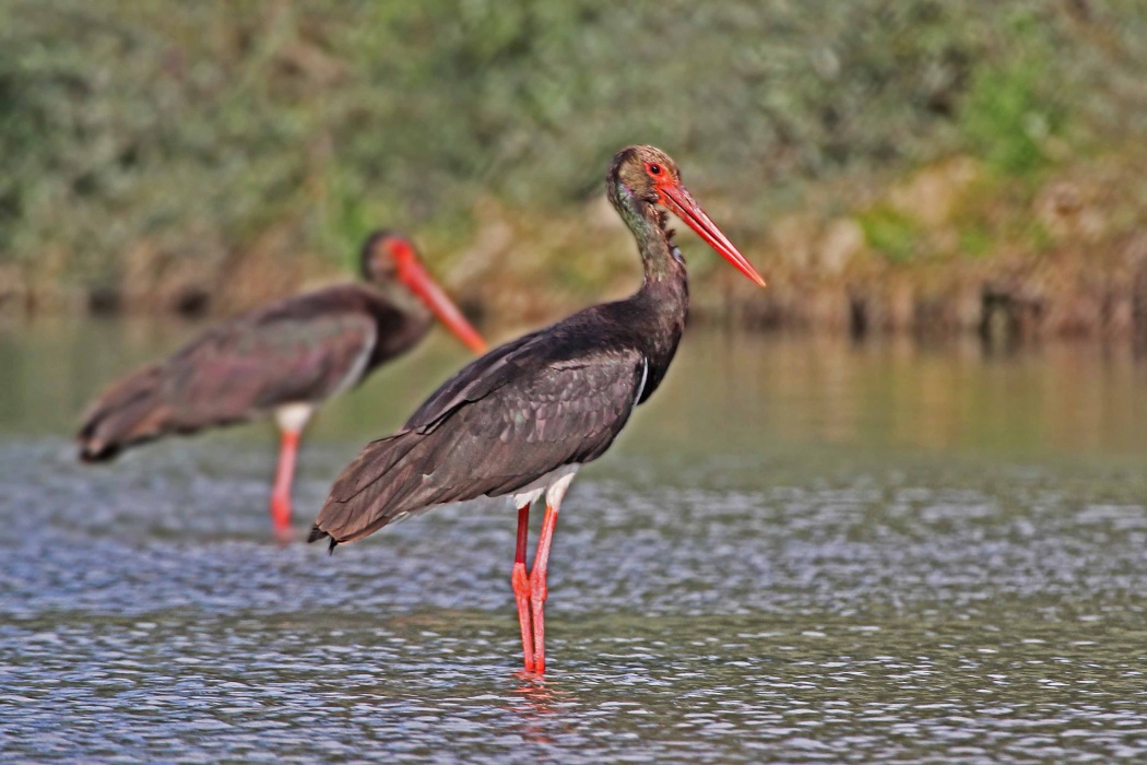 Black Stork