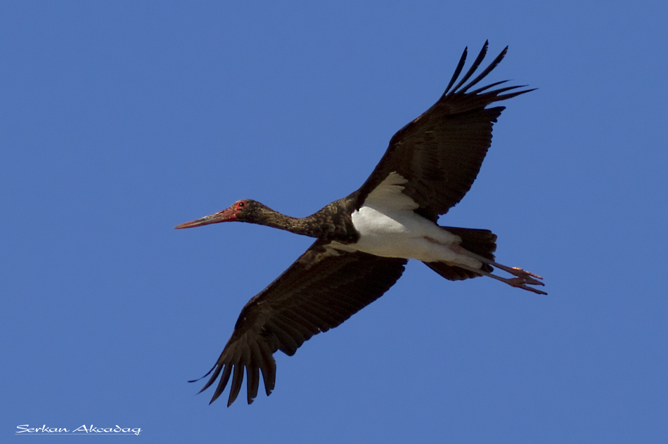 Black Stork